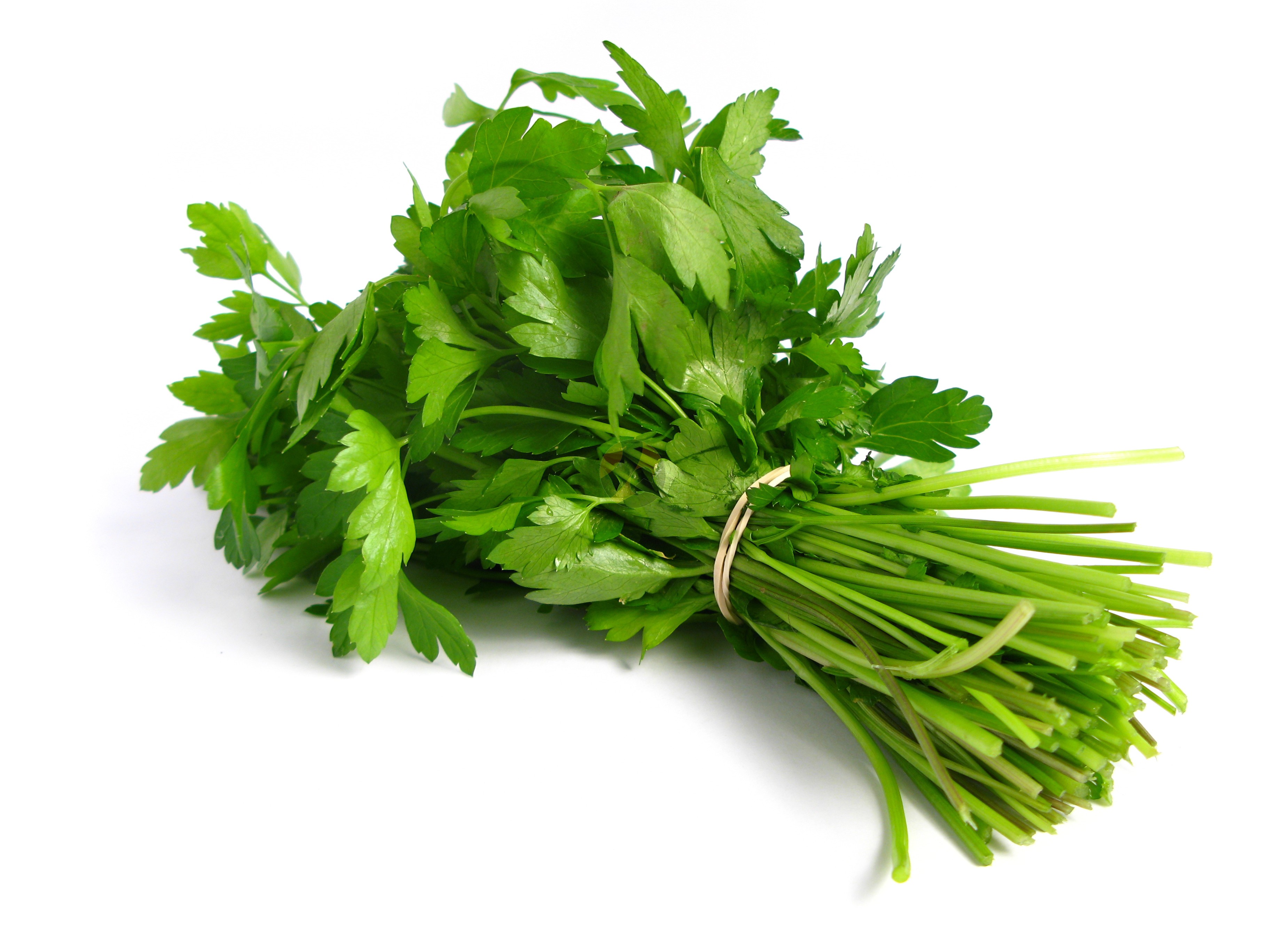 Coriander - Fresh Grown Farms LLC